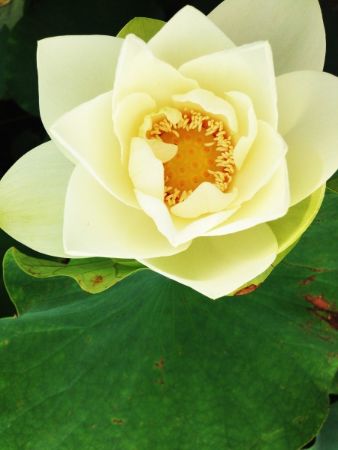 清莲